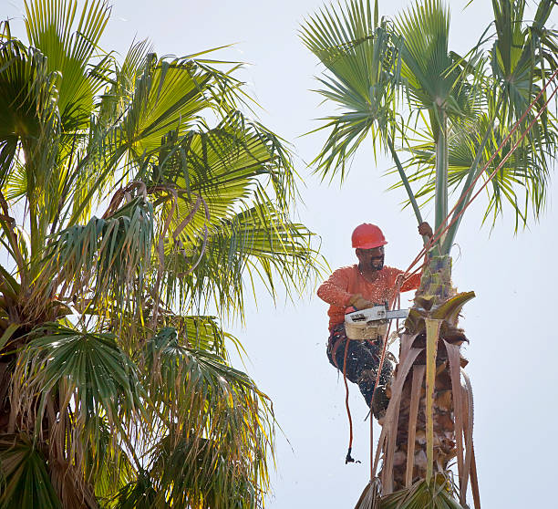 Best Emergency Storm Tree Removal  in Avondale, PA